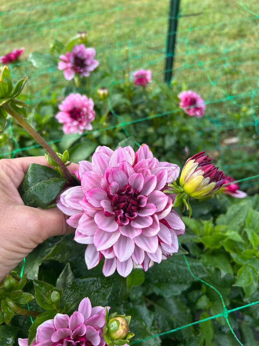 Creme de Cassis dahlia tuber