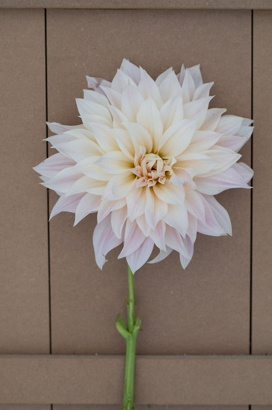Cafe Au Lait dahlia tuber
