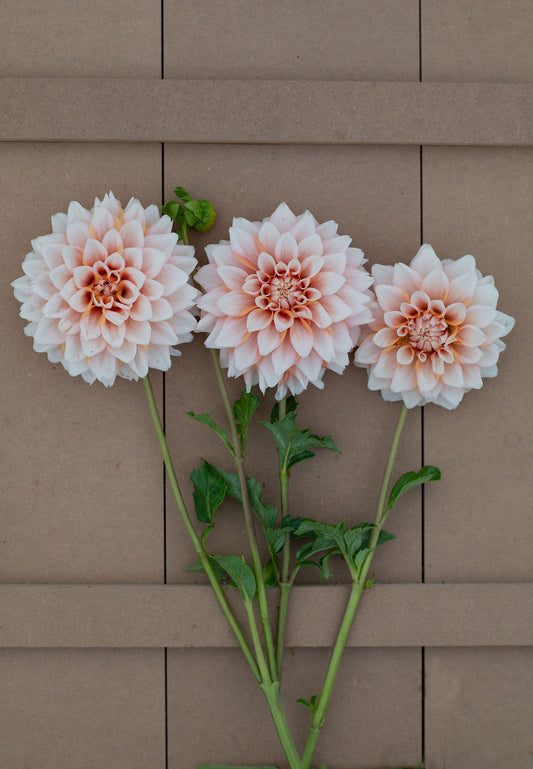 Hollyhill Orange Ice dahlia tuber
