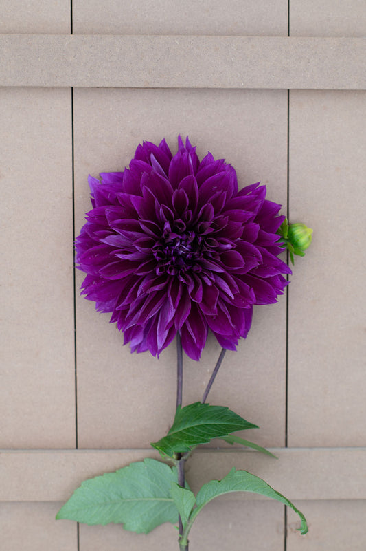 Thomas A Edison dahlia tuber
