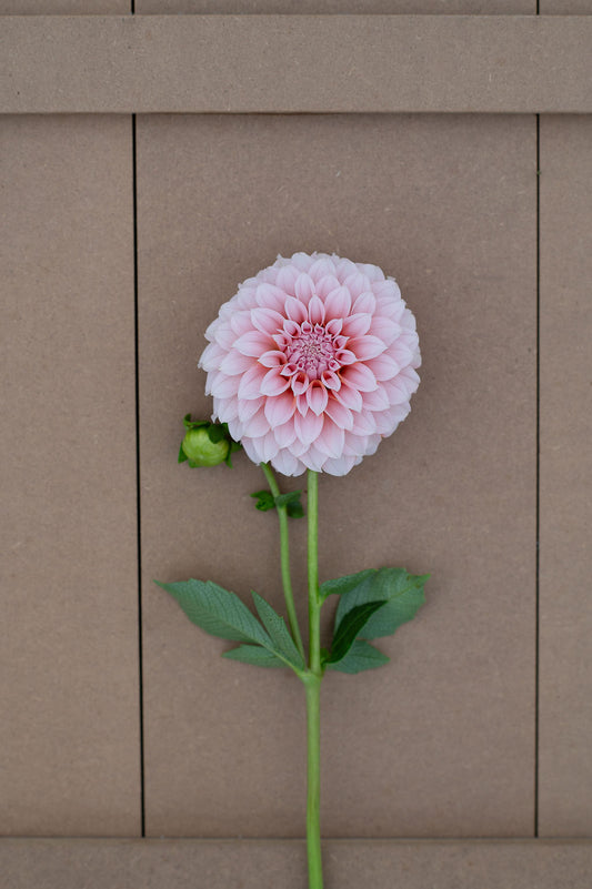 Peaches N' Cream tuber