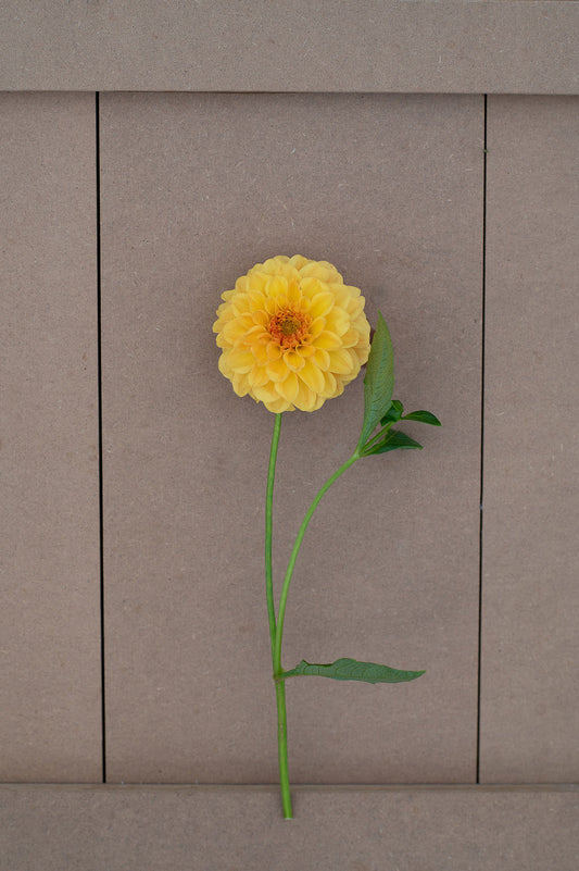 Golden Scepter dahlia tuber