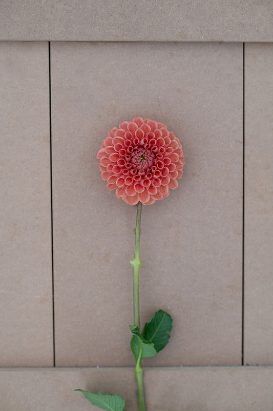 Cornel Bronze dahlia tuber