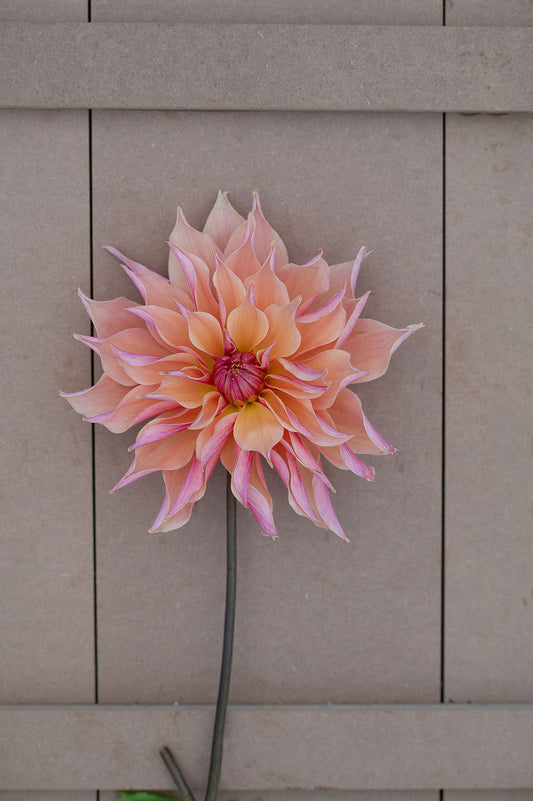 Labyrinth dahlia tuber