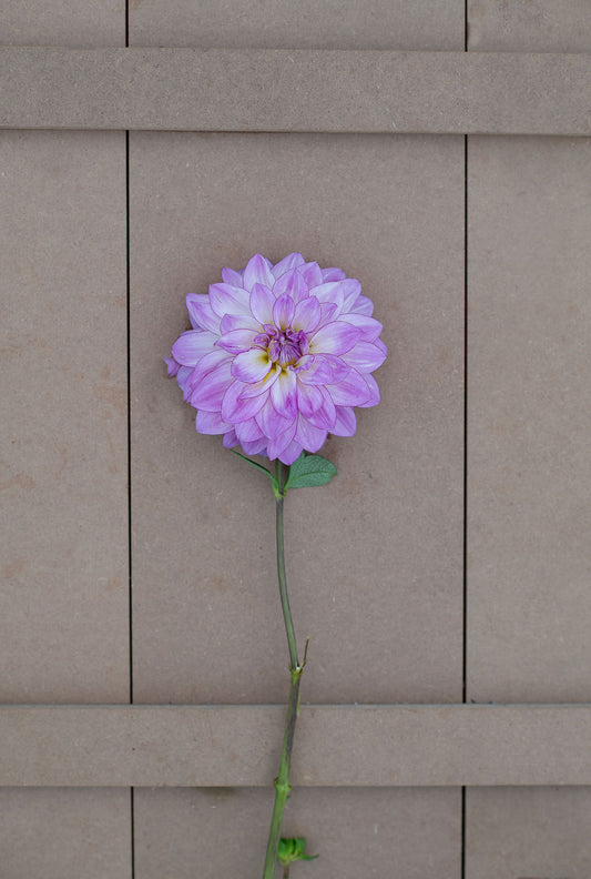 Genova dahlia tuber