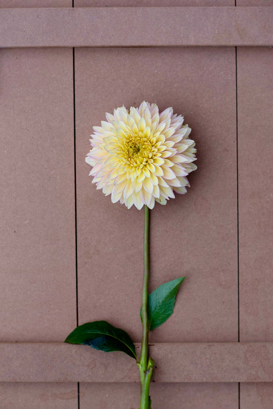 Bloomquist Blush dahlia tuber