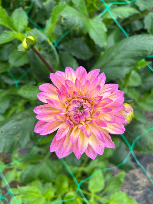 Bloomquist Parasol dahlia tuber