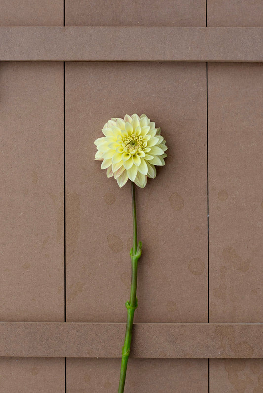 Verrone's Taylor Swift dahlia tuber