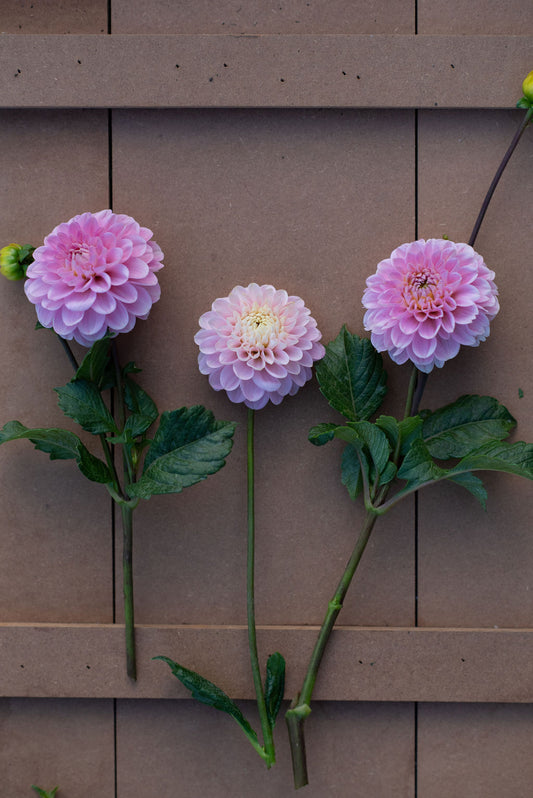 Wizard of Oz dahlia tuber