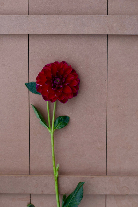 Sandia Bertha dahlia tuber