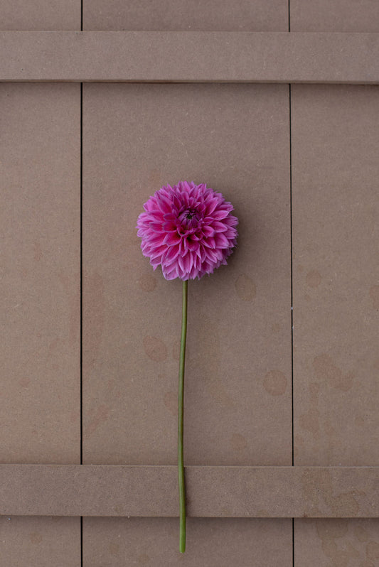 Pink Sylvia dahlia tuber