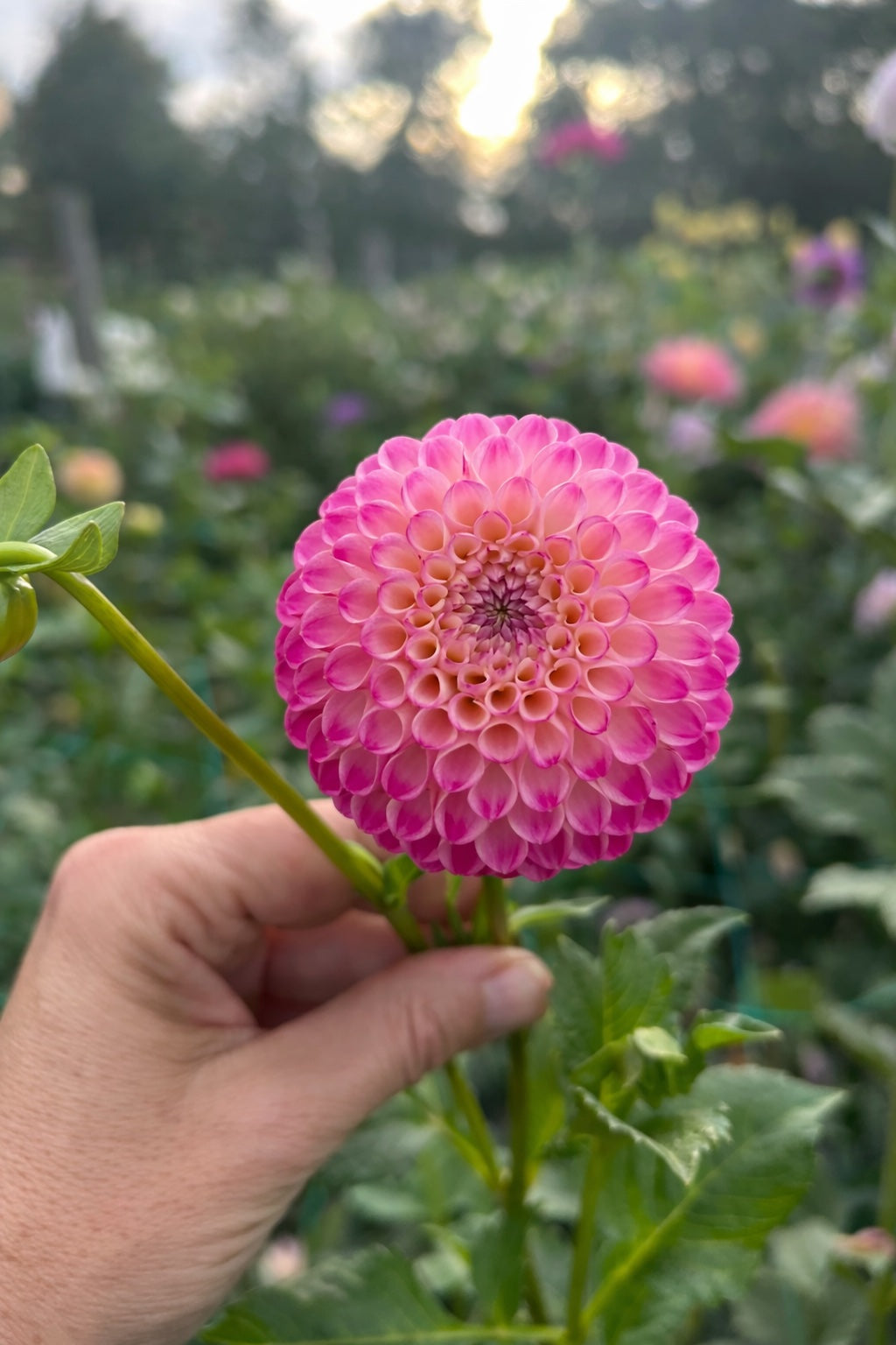 Bloomquist Yea dahlia tuber