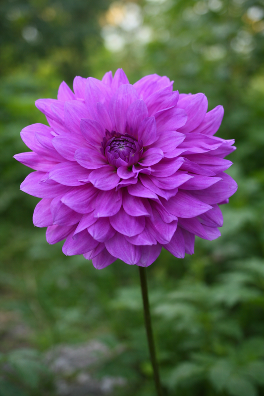 Bluetiful dahlia tuber