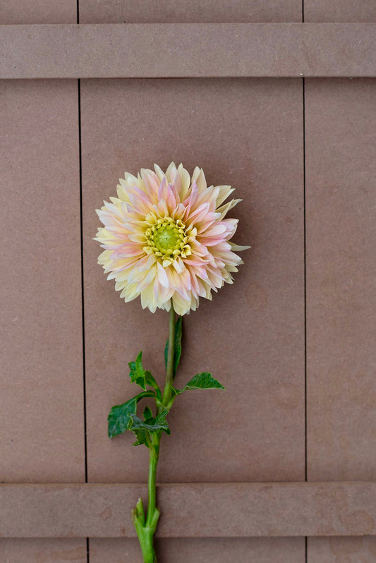Verkist Tranquility dahlia tuber