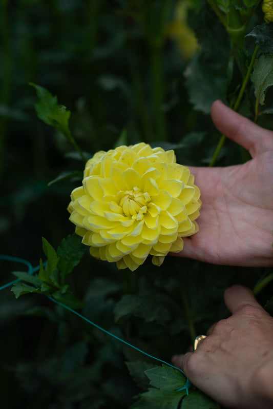 Sandia Joy dahlia tuber