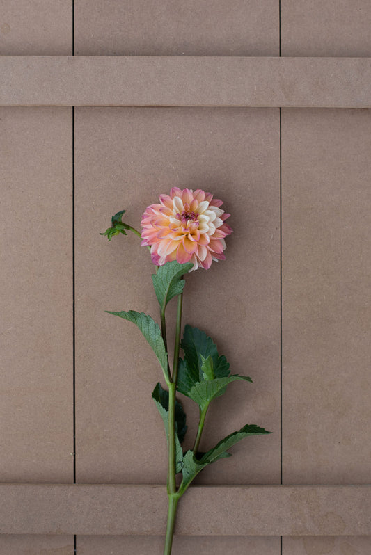 Double Jill dahlia tuber