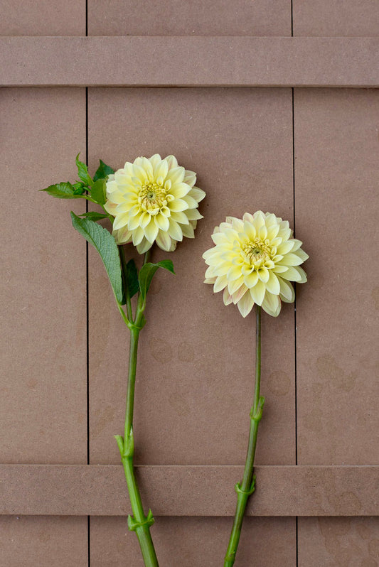 Verrone's Taylor Swift dahlia tuber - LIMIT 1 per household
