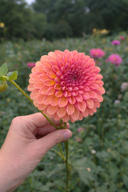 CT Bounty dahlia tuber