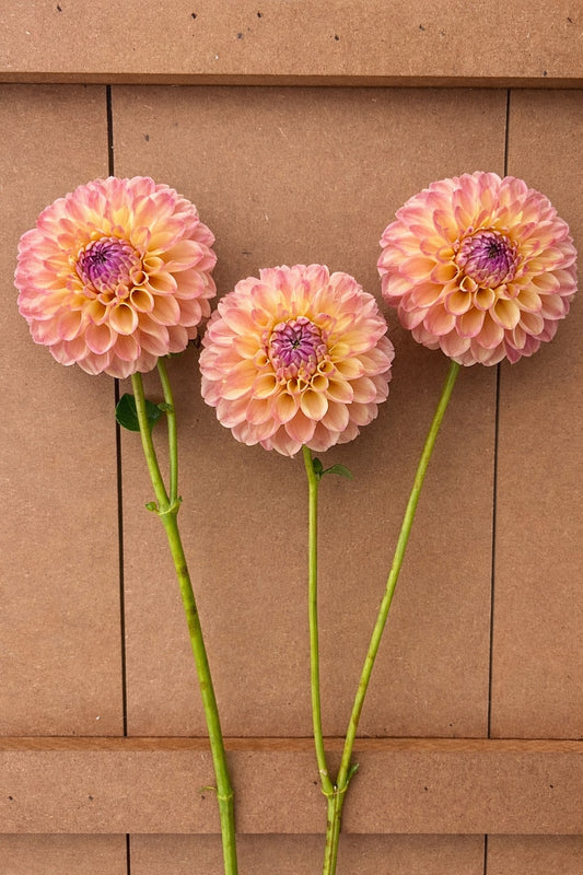 CT Baby Cakes dahlia tuber