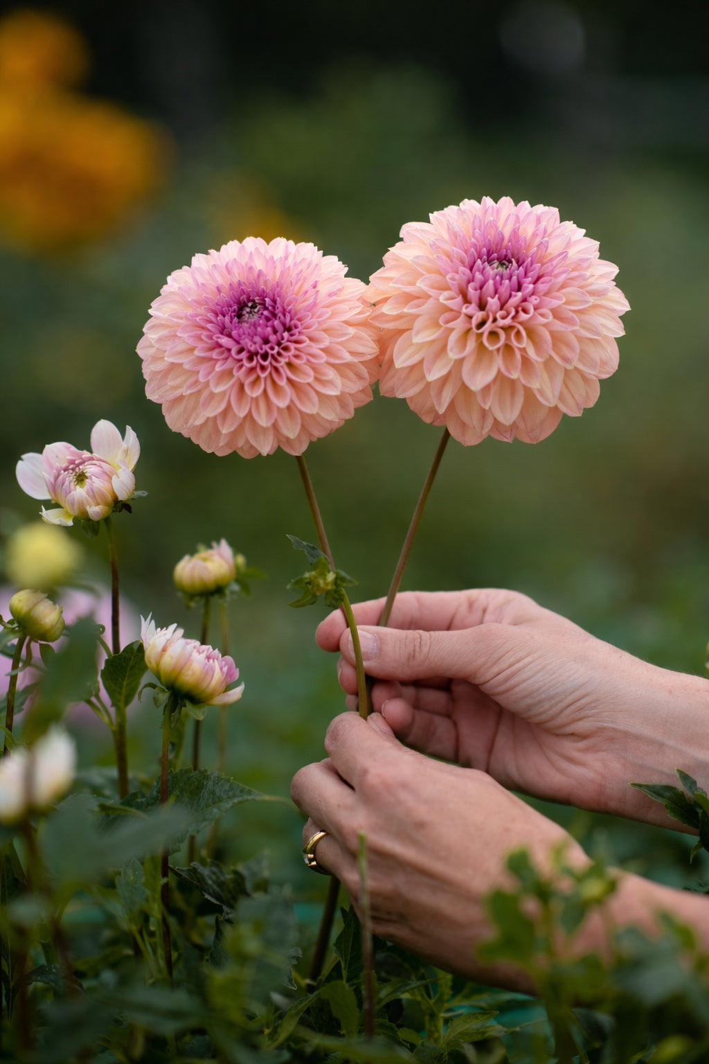 Castle Drive dahlia tuber