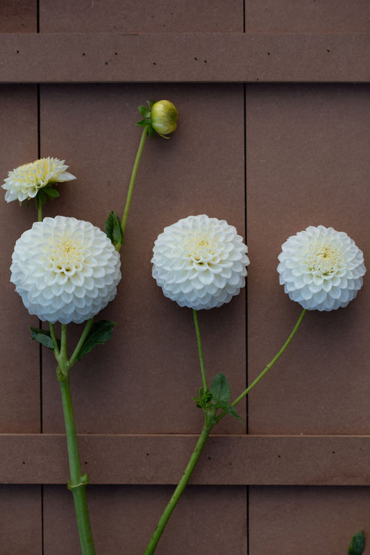Ryecroft Jan dahlia tuber