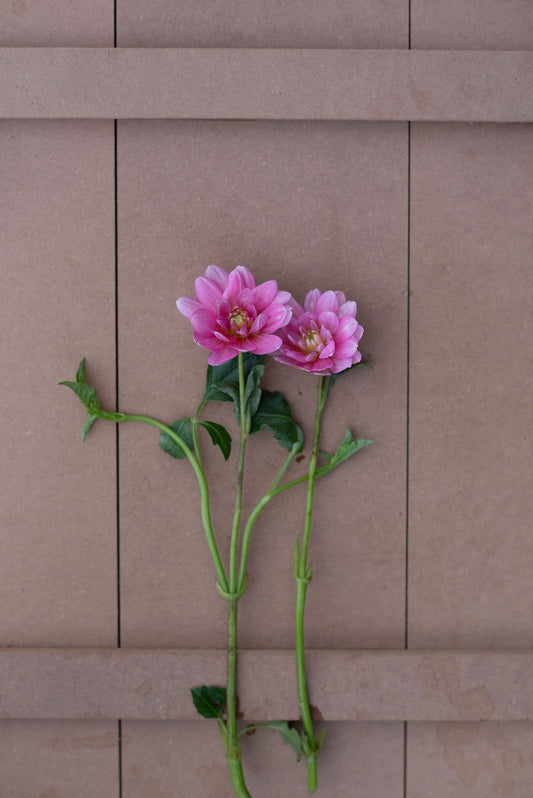 Cutie Patootie dahlia tuber