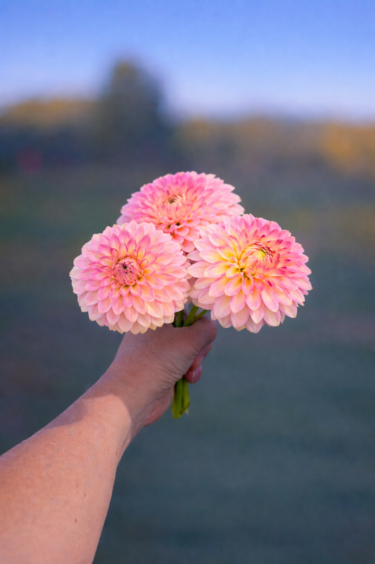 Oreti Adele dahlia tuber