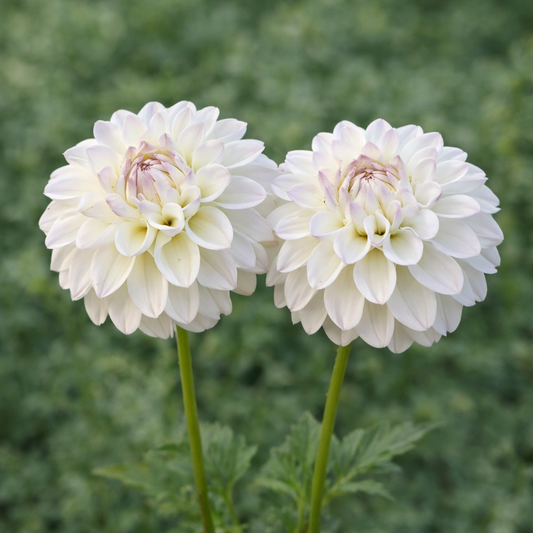 Gaylen Rose dahlia tuber