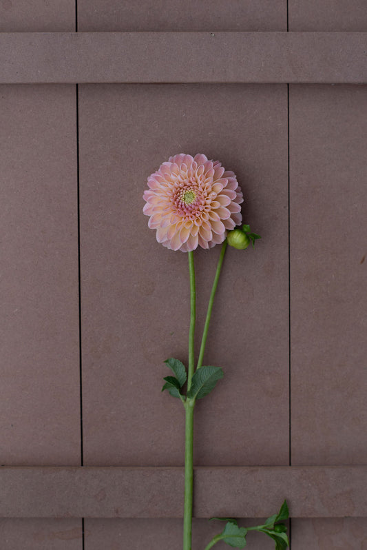 Hapet Salmon dahlia tuber