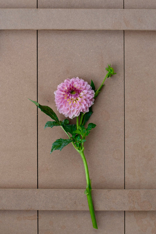 Wine Eyed Jill dahlia tuber