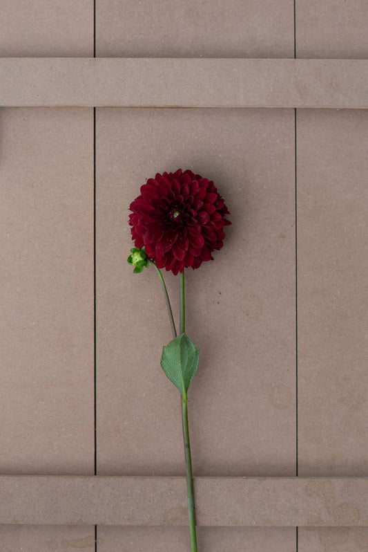 KA's Cardinal dahlia tuber