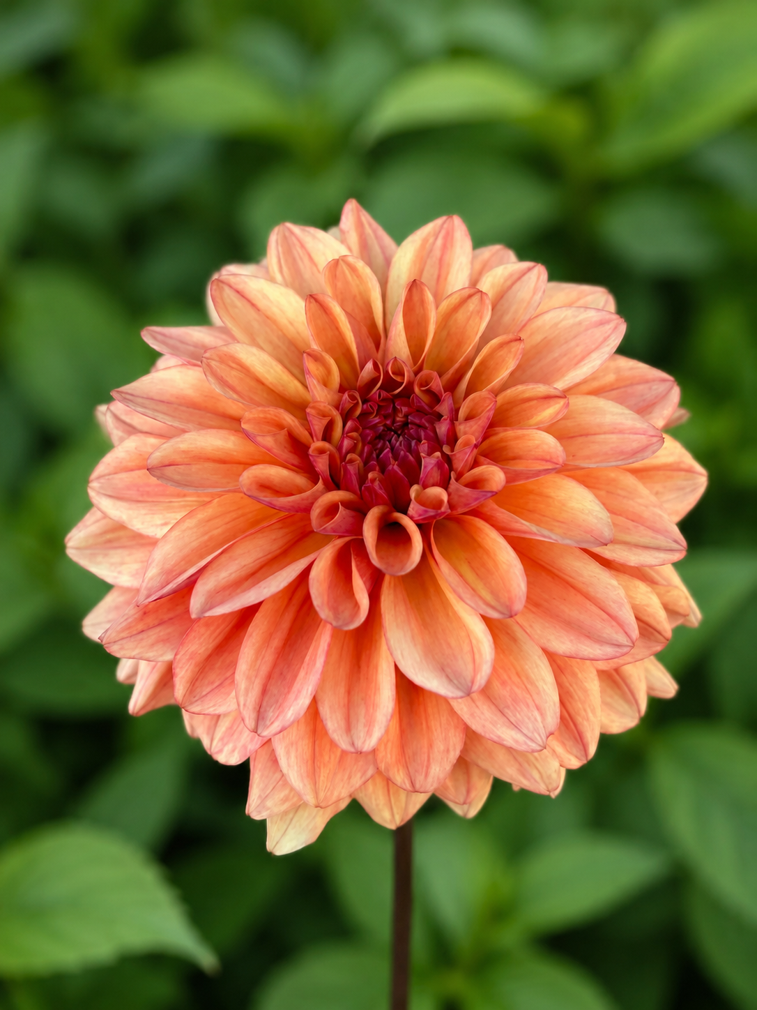 Ferncliff Copper dahlia tuber