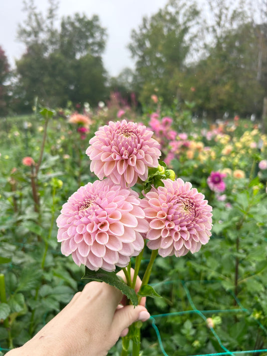 KA Cinder Rose dahlia tuber - LIMIT 1 per household