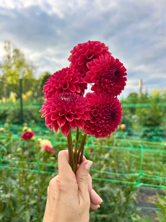 Bloomquist Divine dahlia tuber