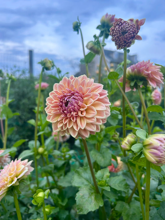 RM Summer Haze dahlia tuber - LIMIT 1