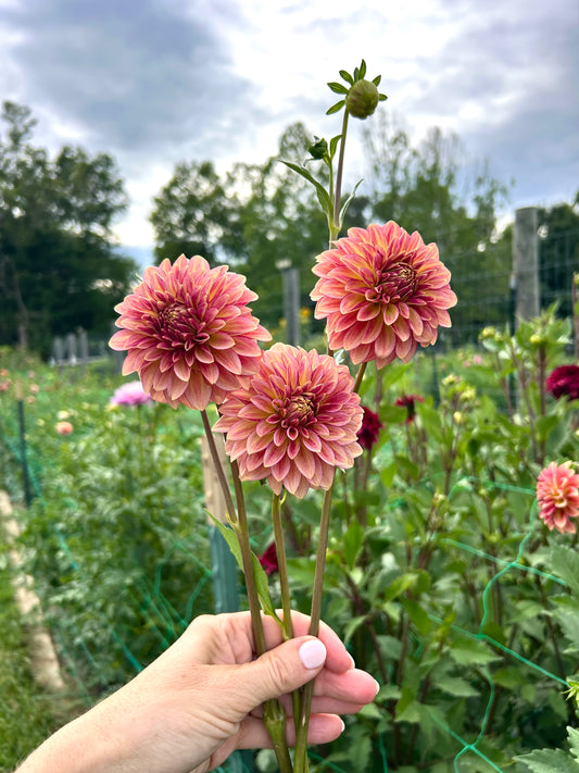 RM Raspberry Twinkle dahlia tuber
