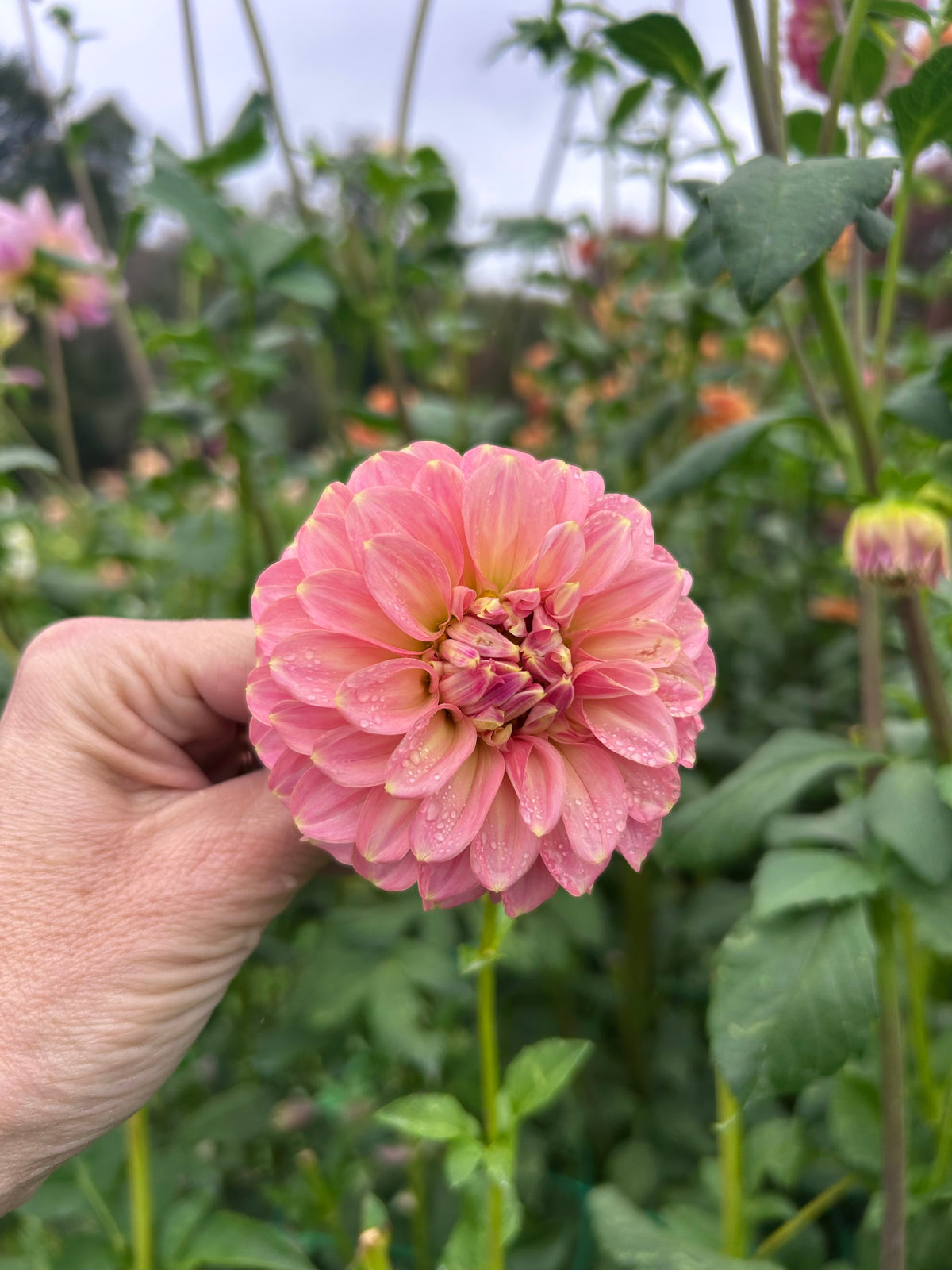 RM Pixie Dust dahlia tuber - LIMIT 1 per household