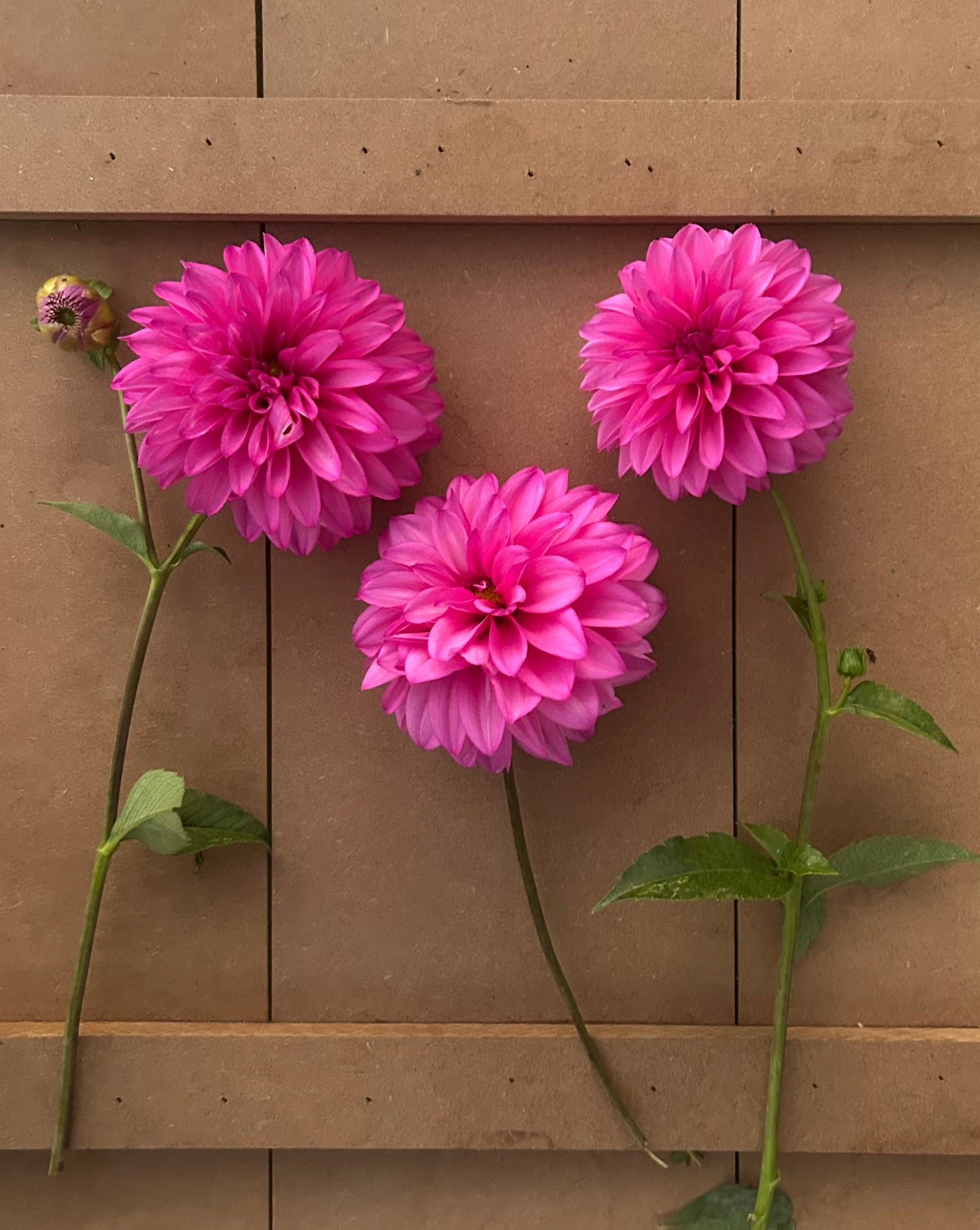Bloomquist Bring Forth dahlia tuber