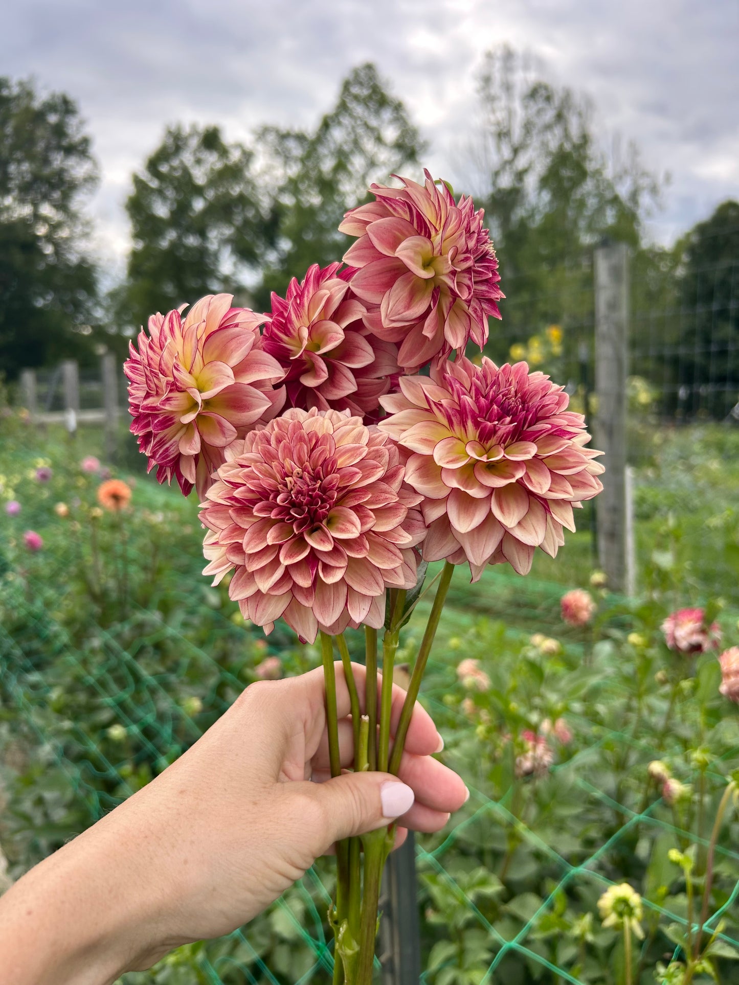 KA Mocha Katie dahlia tuber