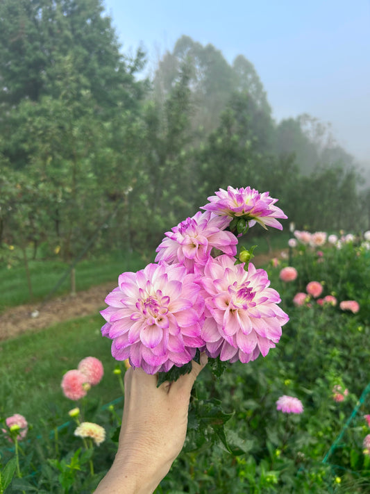 Hapet Rosa Munde dahlia tuber