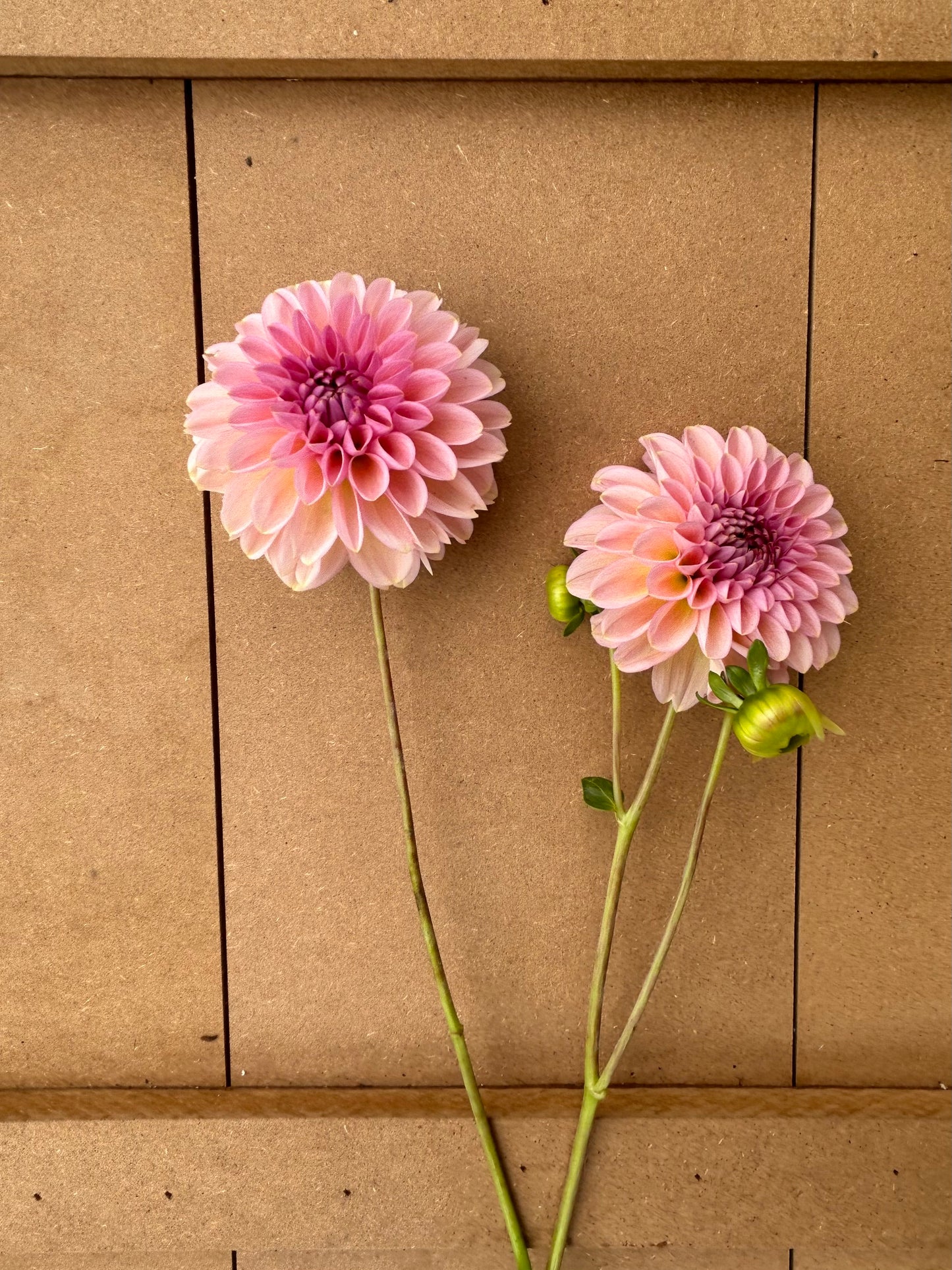 Cupcake dahlia tuber
