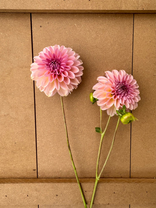 Cupcake dahlia tuber