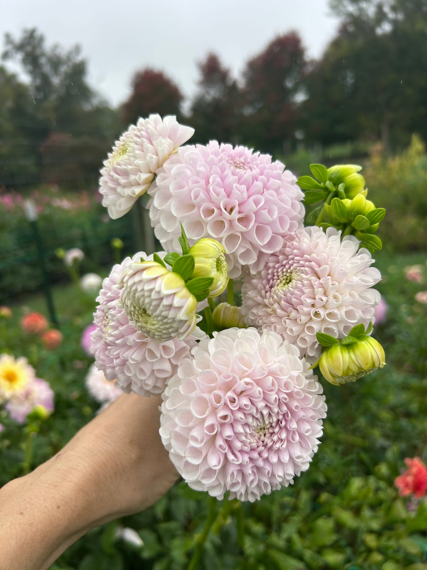 Irish Erin dahlia tuber