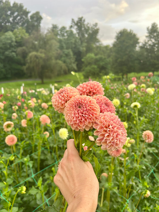 Bee Hive dahlia tuber