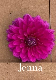 Jenna dahlia tuber