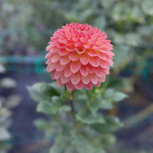 Hillcrest Suffusion dahlia tuber