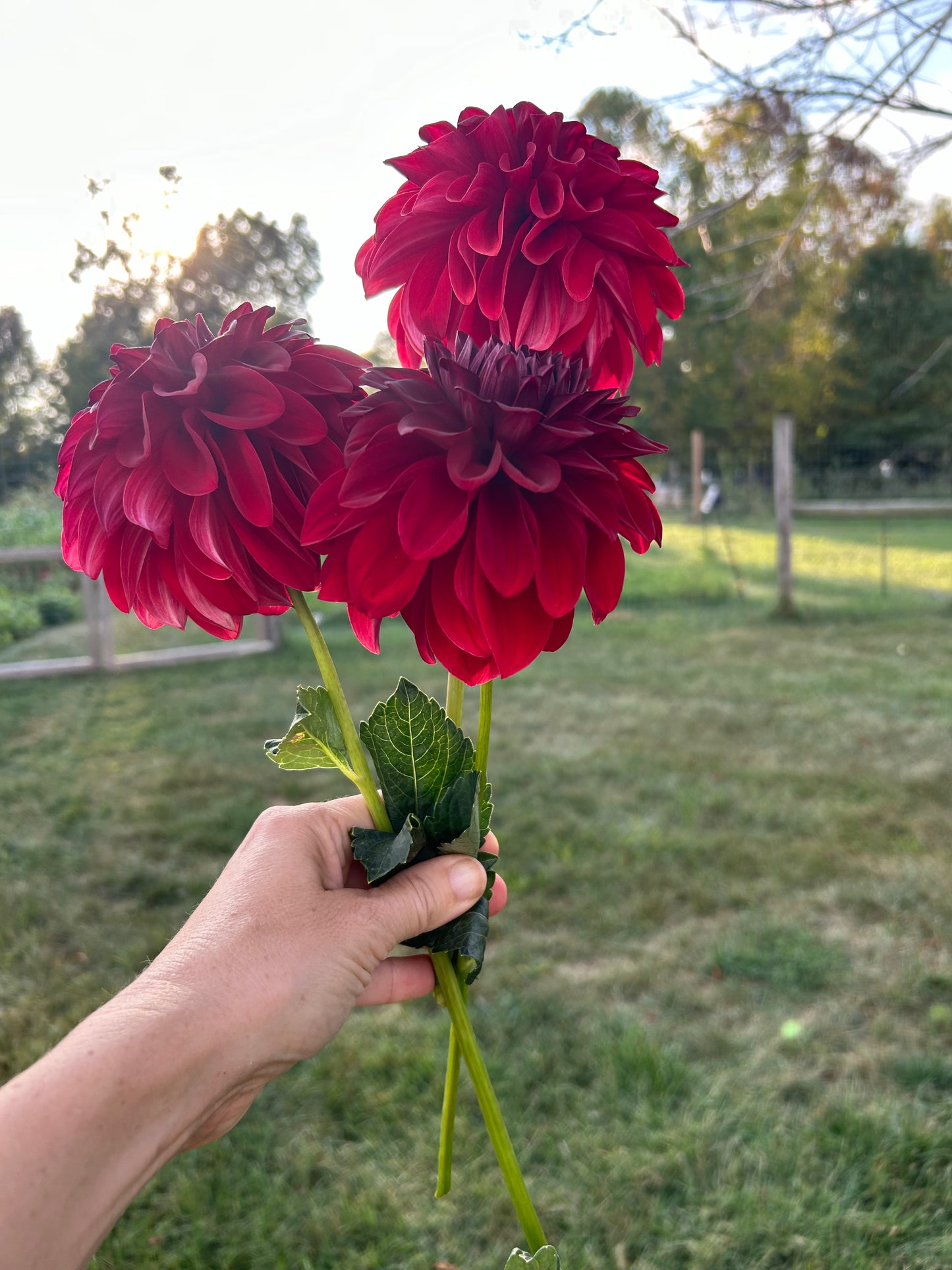 American Beauty dahlia tuber