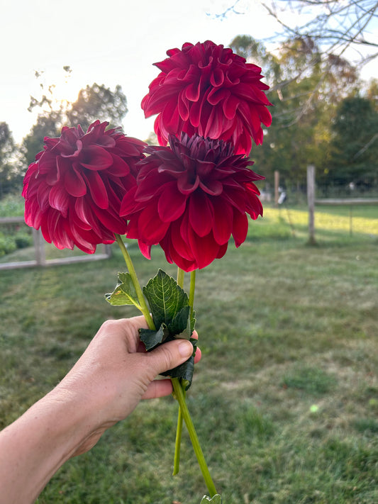 American Beauty dahlia tuber