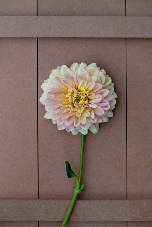 Elks Tennley Rose dahlia tuber - LIMIT 1 per household