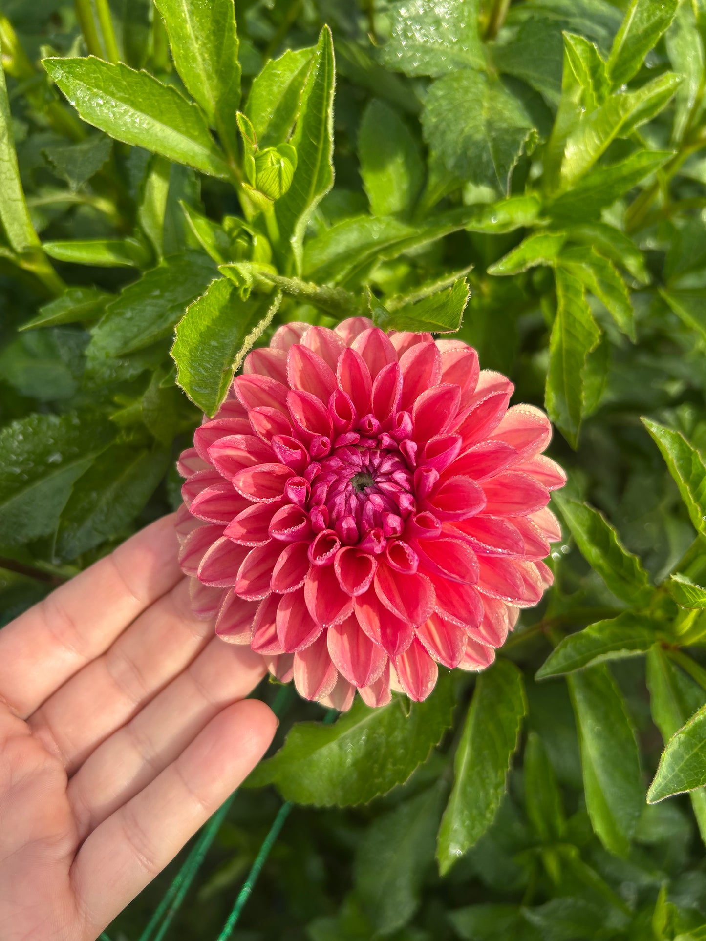 RM Tarnished dahlia tuber - LIMIT 1